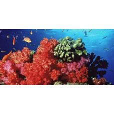Update on coral resource traceability